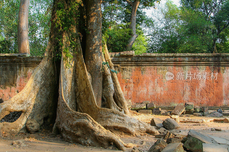 Ta Prohm Temple -柬埔寨